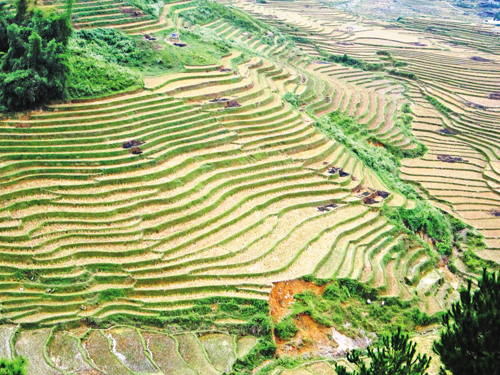 Ngắm “bức họa” Tú Lệ sau mùa gặt ảnh 2